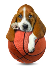 Basset Hound com a sua bola