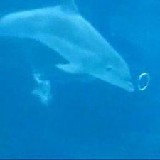 Golfinhos brincam com bolhas debaixo d'água!