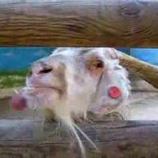 Uma cabra fica louca!