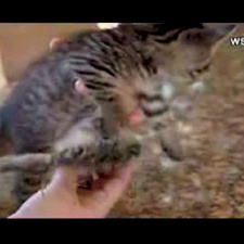 Inacreditável: gatinho com 6 patas