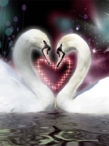 Cisnes apaixonados