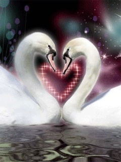 Cisnes apaixonados