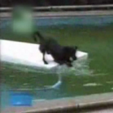 Cão esperto a recuperar a sua bola bola