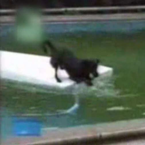 Cão esperto a recuperar a sua bola bola