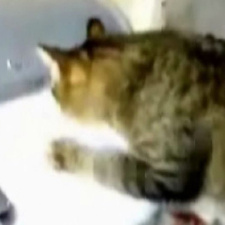 Gato diverte-se loucamente com a impressora!