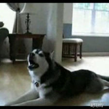 Husky a cantar no seu telefone!