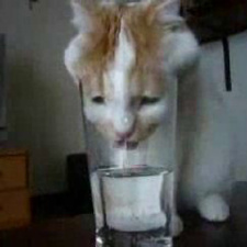 Gatinho com sede a beber água num copo!