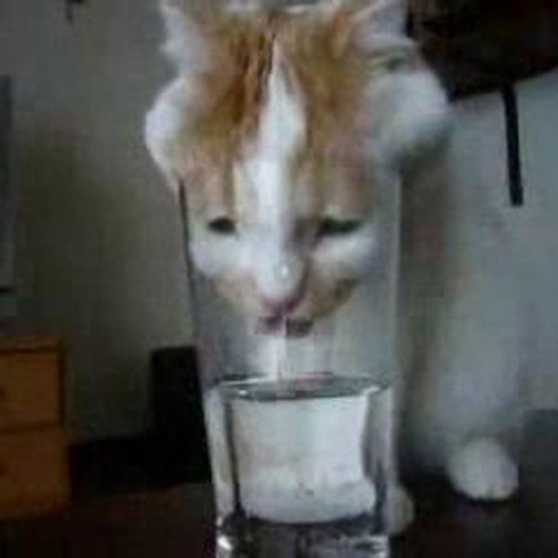 Gatinho com sede a beber água num copo!