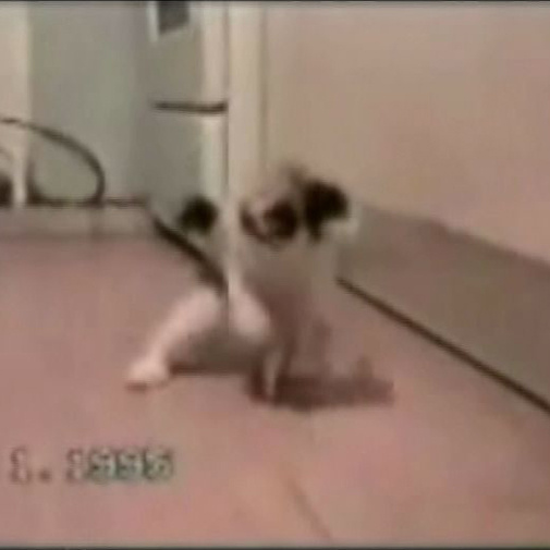 Gatos travessos e engraçados no seu telemóvel!