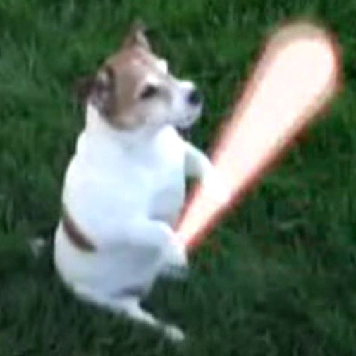 O cachorro Cavaleiro Jedi com o seu sabre de luz!